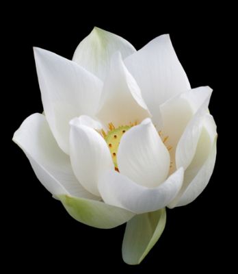White Lotus, White Rite
