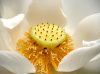 Filename=12white-heart-lotus.jpg
Filesize=202KiB
Dimensions=555x416
Date added=Apr 20, 2009 12white-heart-lotus.jpg
