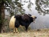 Nombre del archivo=Bhutan_47.jpg
Tamaño del archivo=106Kb
Dimensiones=560x420
Fecha añadida=01 de Febrero de 11 Bhutan_47.jpg