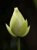 02lotus-bud2.jpg