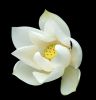 Nombre del archivo=04white_lotus.jpg
Tamaño del archivo=16Kb
Dimensiones=443x461
Fecha añadida=01 de Febrero de 11 04white_lotus.jpg