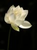 Nombre del archivo=03white_lotus.jpg
Tamaño del archivo=11Kb
Dimensiones=346x461
Fecha añadida=03 de Febrero de 11 03white_lotus.jpg