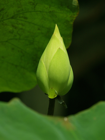 Lotus bud 01