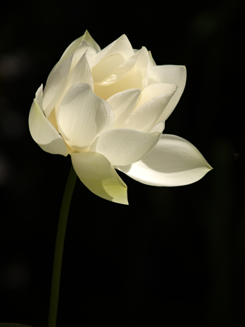 White Lotus 03