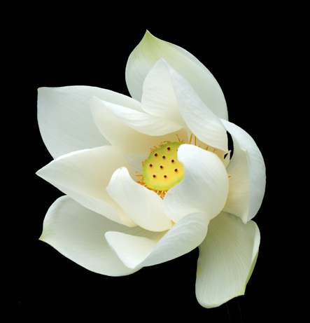 White Lotus 04
