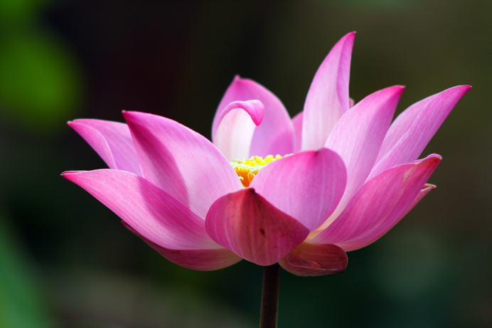 Pink Lotus 02