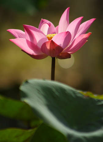 Pink Lotus 03