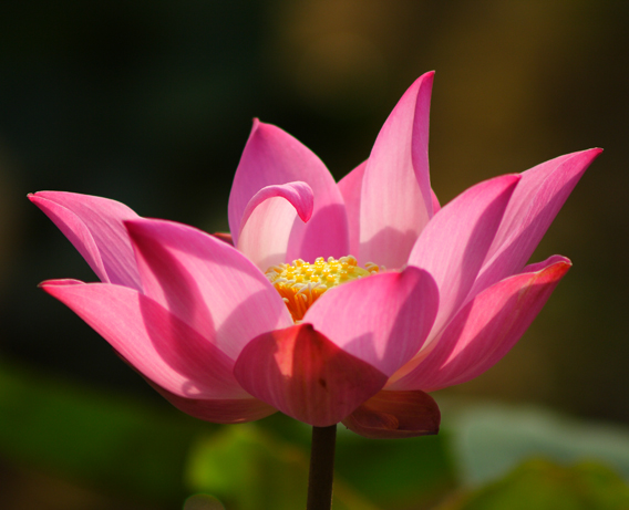 Pink Lotus 01