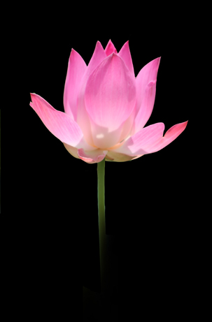 Pink Lotus 04