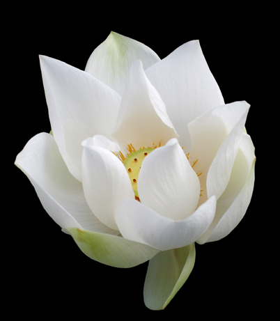 White Lotus 09