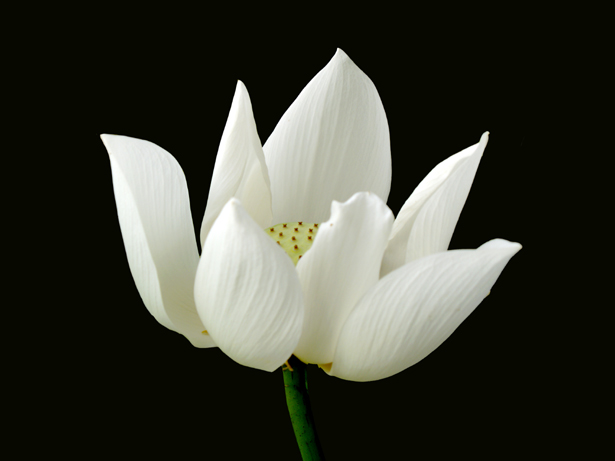 White Lotus 10