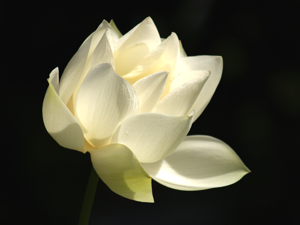 White Lotus 11