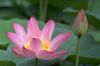 lotus_flower1.jpg