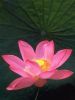 lotus_flower2.jpg